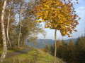 Goldener-Herbst